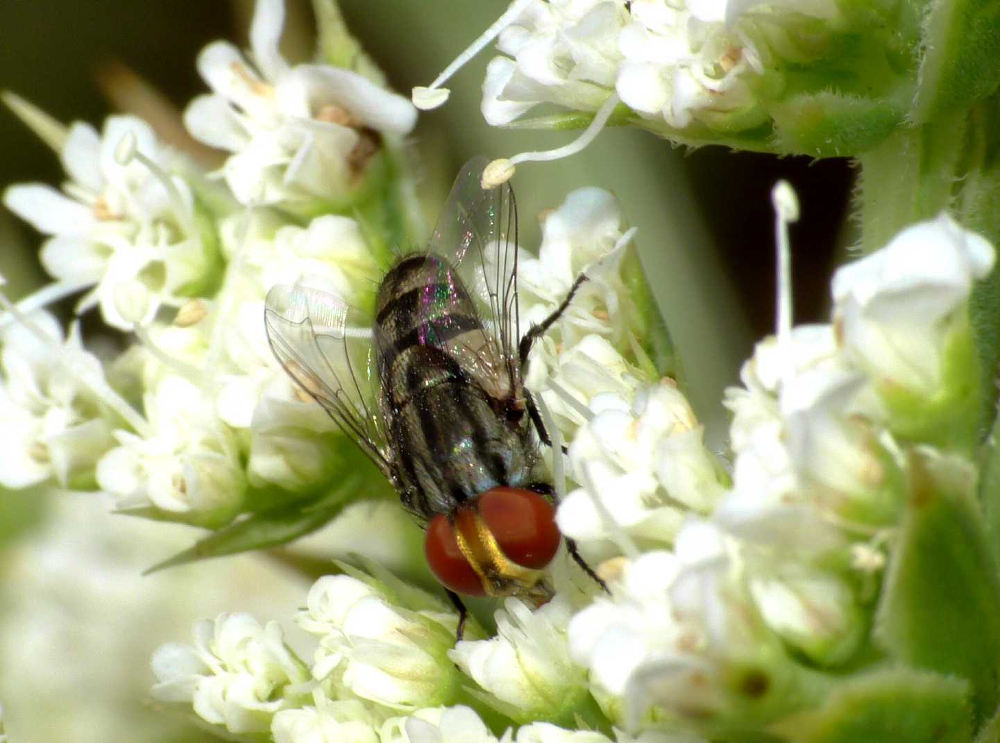 Calliphoridae? No. Sarcophagidae genere Miltogramma